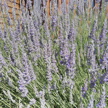 Kapitanska 88 Bauernhof *