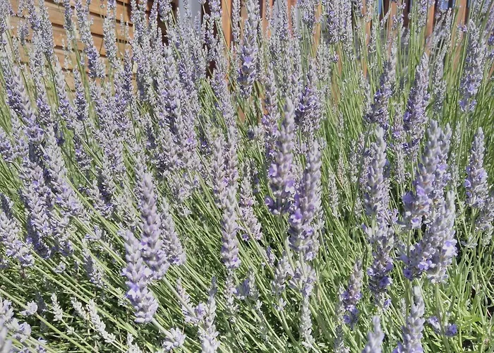 Kapitanska 88 - 3 Min Pieszo Do Plazy Lantgård *